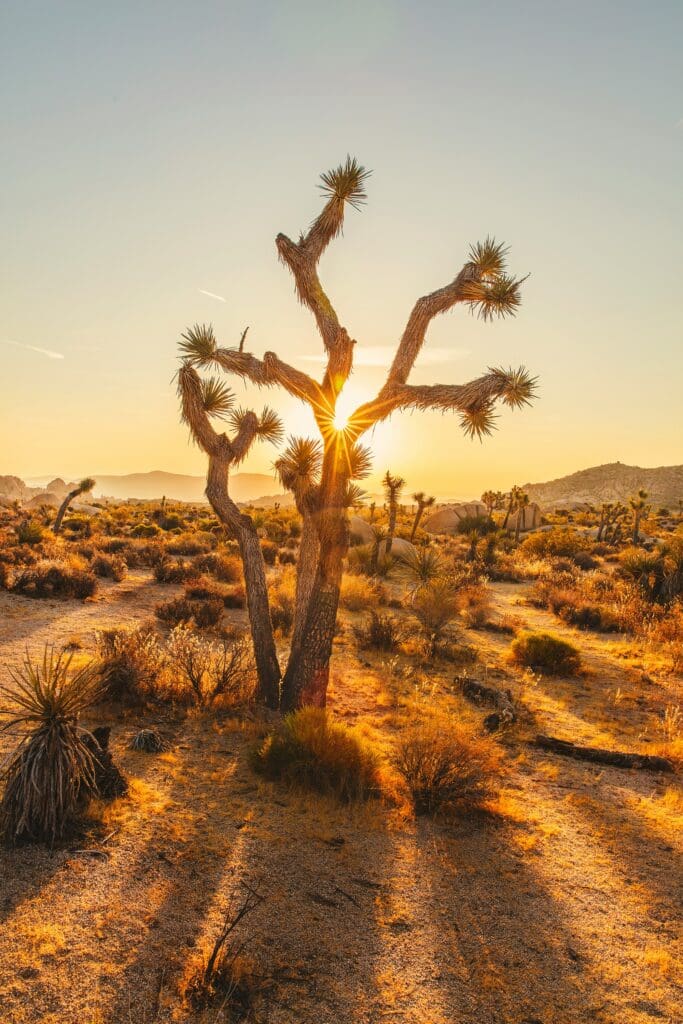 joshua tree at sunset